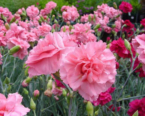 Hoa cẩm chướng kép nhiều màu sắc